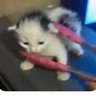 匚𝔬𝔰𝔪𝔦𝔠 Ƒ𝔩𝔞𝔪𝔢's profile picture