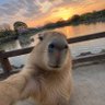 Dalm profil fotoğrafı