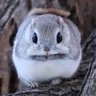 Profilbild von Syko