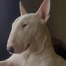 Фото профиля Bull notizie🧱🛢⛽️🍄🗿🇷🇺🐻🐕