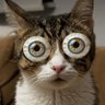 catgod 👀's profile picture