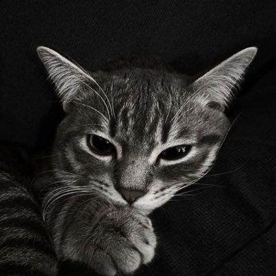 ali_biellish's profile picture