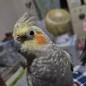 Фото профиля ミケちゃぶーオカメインコ探しています
