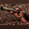 Bolonheso's profile picture