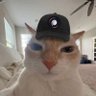 Фото профиля METCAT ☄️🐈