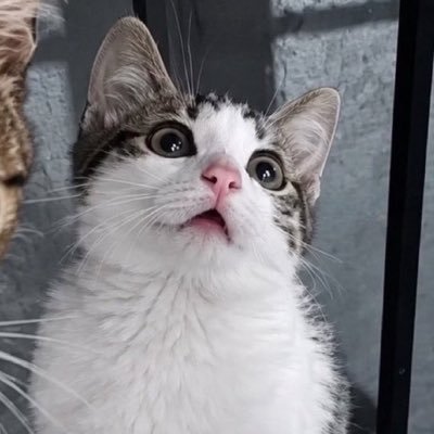 kübra✨'s profile picture