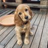 Joyfulthought's profile picture