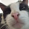 Фото профиля the retard cat