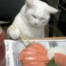 Фото профиля owo
