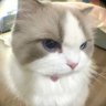 Profilbild von 𝓢 ,
