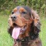 Profilbild von DoggyDog 🐕