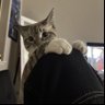 Afnan's profile picture
