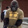 Adamant's profile picture