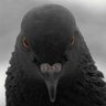 El Pichón profil fotoğrafı