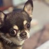 エマ🐕🐇🕊️🐹🐟 profil fotoğrafı
