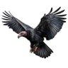 Boskovic_Thasorn profil fotoğrafı