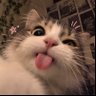angel's profile picture
