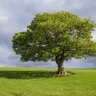 A beautiful tree, 的头像