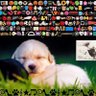 huevito frito profil fotoğrafı