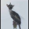 psychoKreeps 的头像