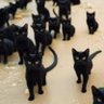 zoembiexkittenz profil fotoğrafı