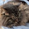 猫背の麦's profile picture