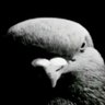 blax's profile picture