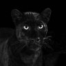 Repeatable Ops profil fotoğrafı