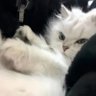 Celst's profile picture