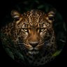 Profilbild von Nature Stories