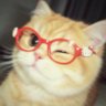 Profilbild von 你可闭嘴吧