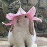 Фото профиля lapin🐇