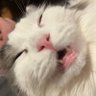 銀の猫's profile picture