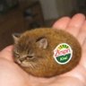 穿靴子的猫 profil fotoğrafı