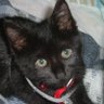 おうくん|黒猫とAI画像 的头像