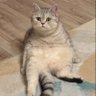 Timur K. profil fotoğrafı