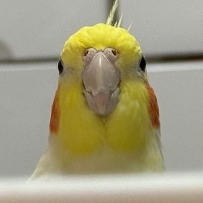 Hyottoko_inko's profile picture
