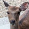 まほろば 的头像