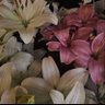 Фото профиля DIMO