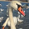 Profilbild von Igor231