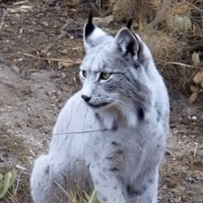 tuysikletconor's profile picture