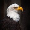 SAVE AMERICA 47 🇺🇸's profile picture