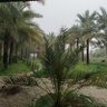 نخلستان 🌴's profile picture