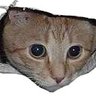 Mooncat's profile picture