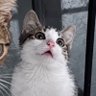 boncuk🌻 profil fotoğrafı