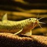 Фото профиля ドジョウ