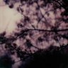 violet witchery's profile picture