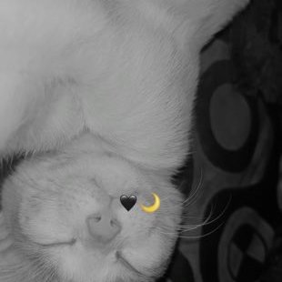 zynblkhubra's profile picture