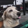 joao. profil fotoğrafı