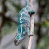 chameleons 的头像